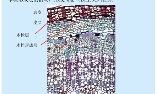 中药化石的功效网 - 为你提供中药黄精的功效与作用及禁忌、中药黄精的功效与作用