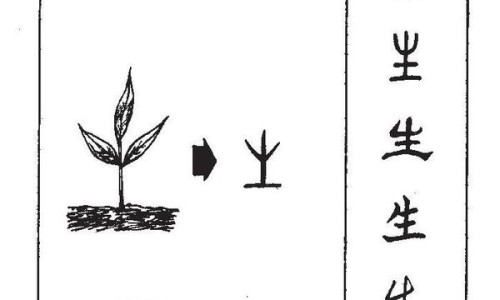 中药黄精的功效与作用及禁忌-中药化石的功效网 - 为你提供中药黄精的功效与作用及禁忌、中药黄精的功效与作用